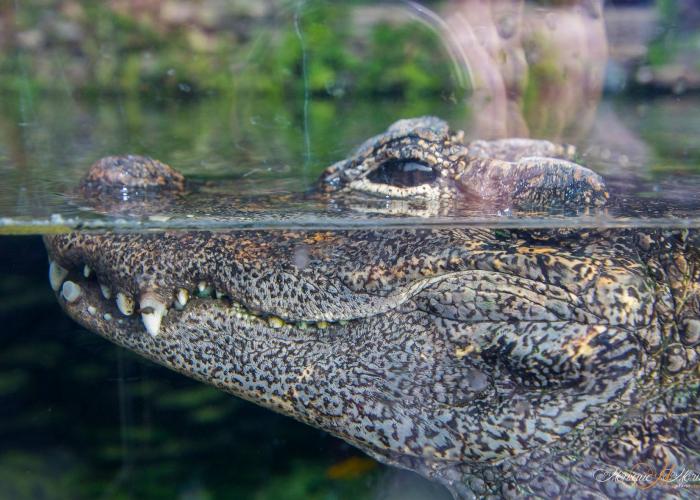 Alligator de Chine - Pairi Daiza
