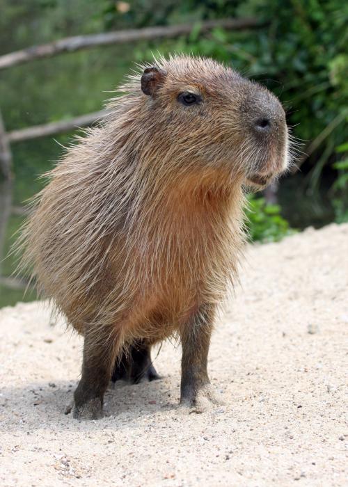Capybara – Pairi Daiza