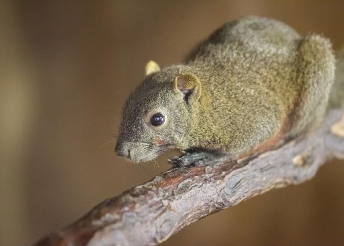 Ecureuil à ventre rouge – Pairi Daiza