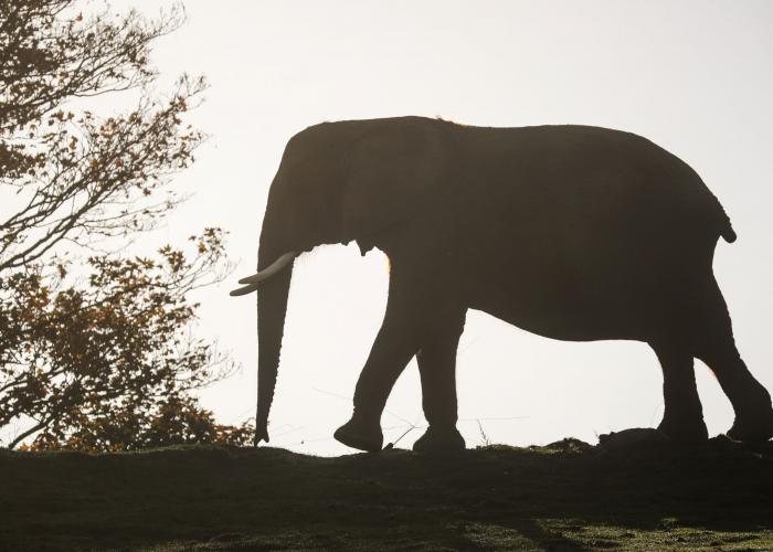  Eléphant d’Afrique - Pairi Daiza