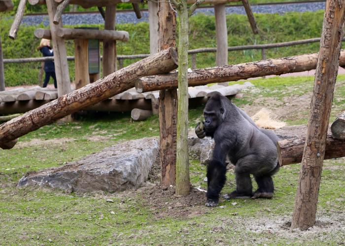 Les Gorilles des plaines de l’Ouest – Pairi Daiza