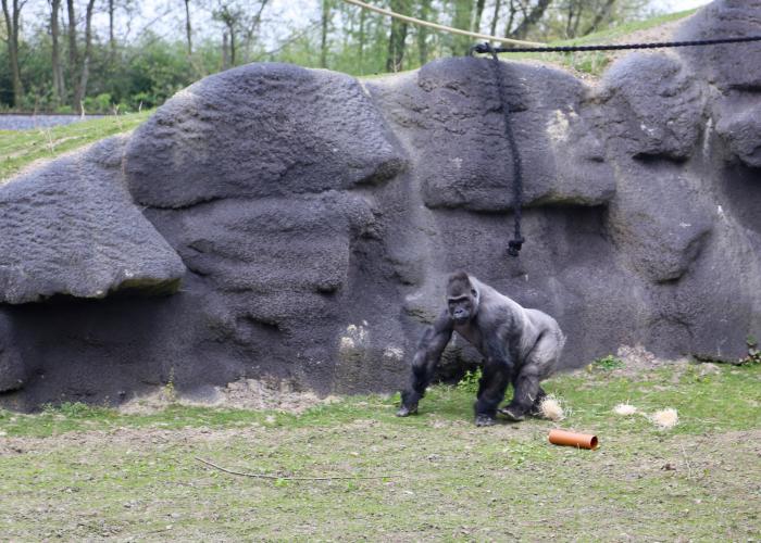 Les Gorilles des plaines de l’Ouest – Pairi Daiza