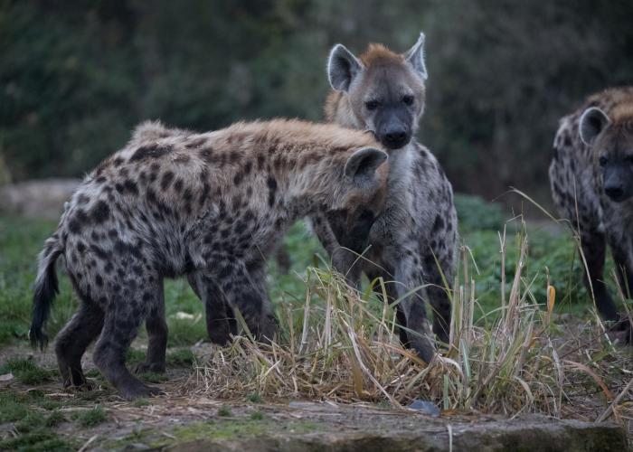 Hyène tachetée – Pairi Daiza