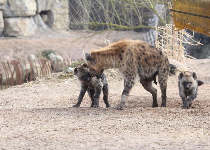 Hyène tachetée – Pairi Daiza