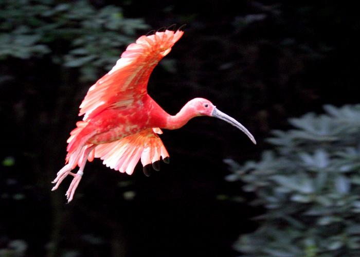 Ibis rouge - Pairi Daiza