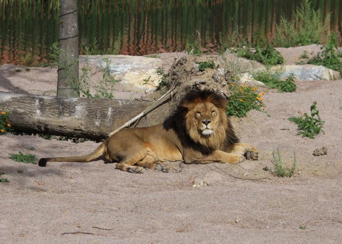 Lion d’Afrique – Pairi Daiza