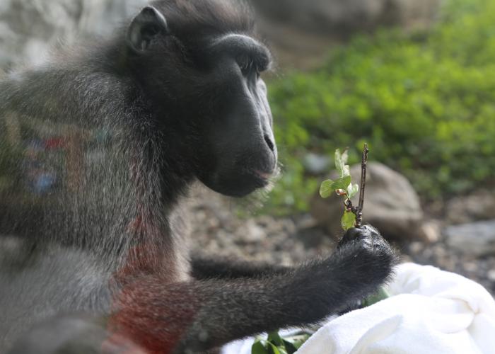 Macaque à crète – Pairi Daiza