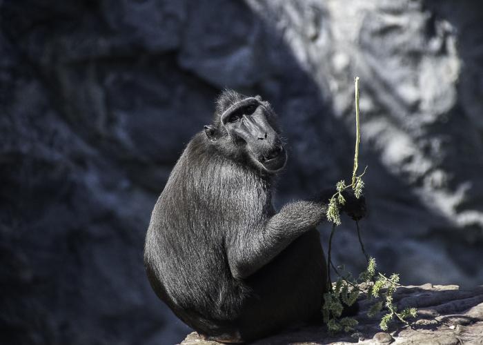 Macaque à crète – Pairi Daiza