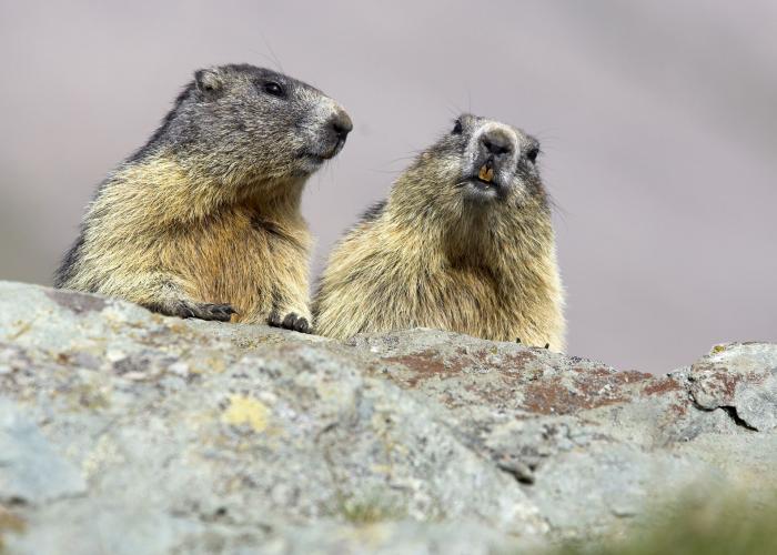 Marmotte des Alpes - Pairi Daiza