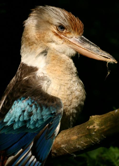 Martin-chasseur à ailes bleues – Pairi Daiza