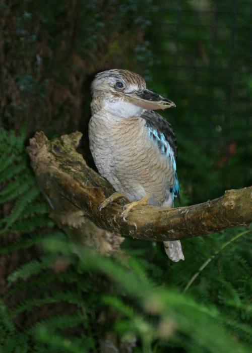 Martin-chasseur à ailes bleues – Pairi Daiza