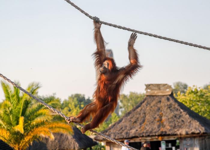 Orang-outan de Sumatra - Pairi Daiza
