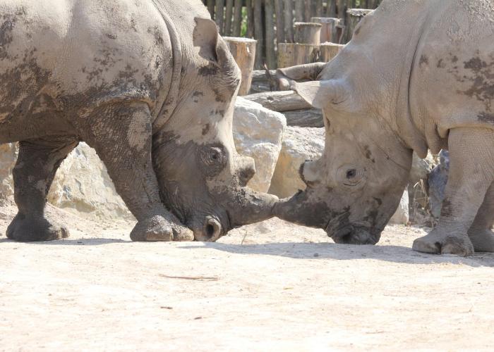 Rhinocéros blanc – Pairi Daiza