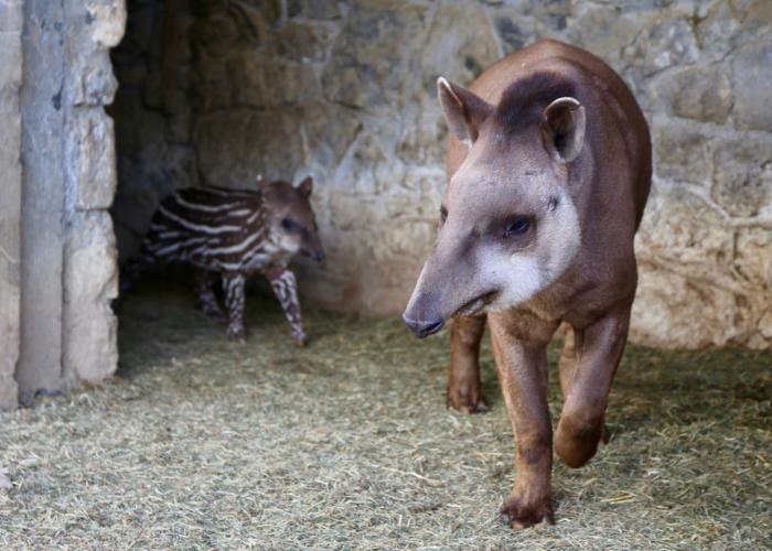 Tapir d’Amérique du Sud - Pairi Daiza
