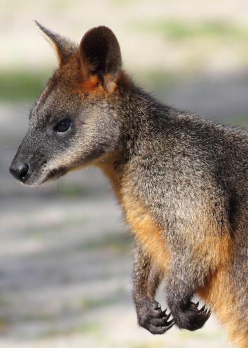 Wallaby bicolore _ Pairi Daiza
