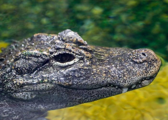 Alligator de Chine - Pairi Daiza