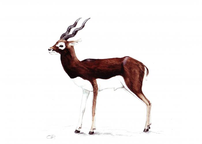  Antilope cervicapre – Pairi Daiza