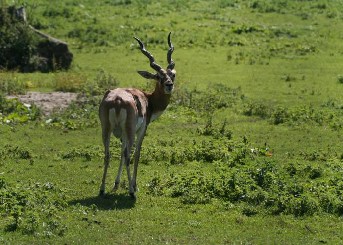  Antilope cervicapre – Pairi Daiza