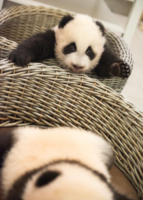 Photo des bébés/petits pandas géants de Pairi Daiza, Bao Di et Bao Mei 