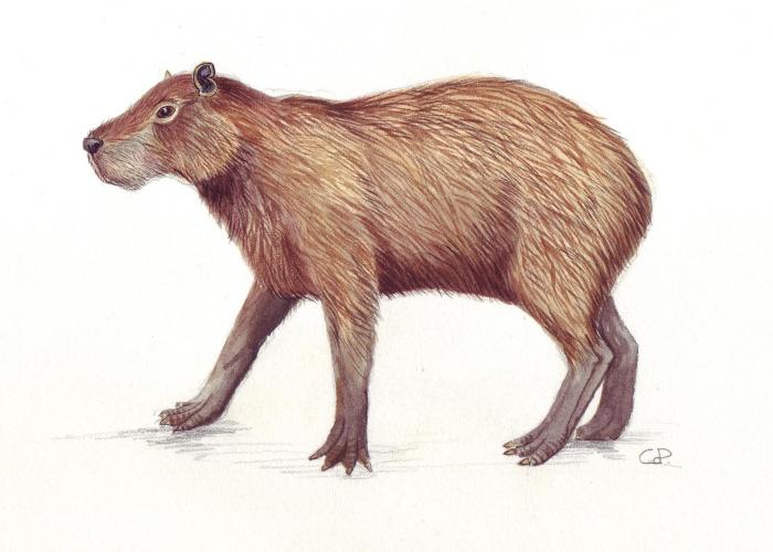Capybara – Pairi Daiza