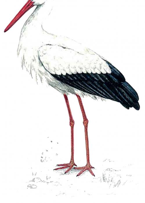 Cigogne blanche – Pairi Daiza