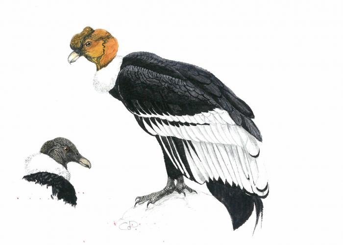Condor Des Andes - Pairi Daiza