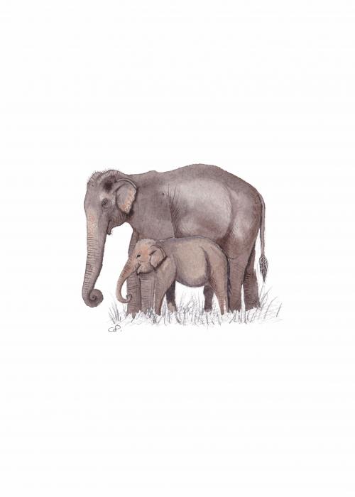 Elephant d'Asie - Pairi Daiza