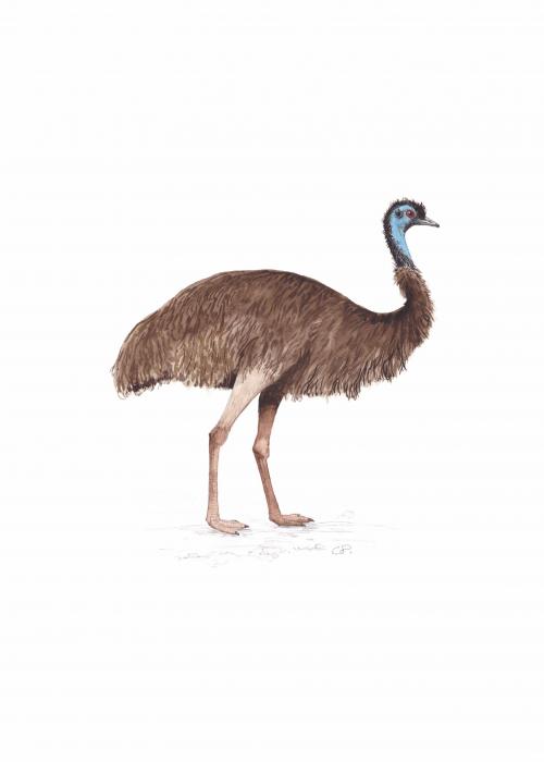 Emeu d’Australie  – Pairi Daiza