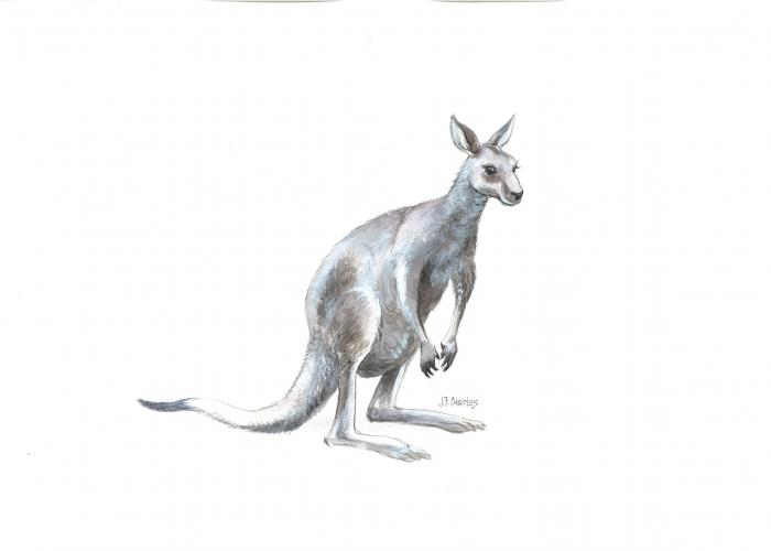 Kangourou gris – Pairi Daiza