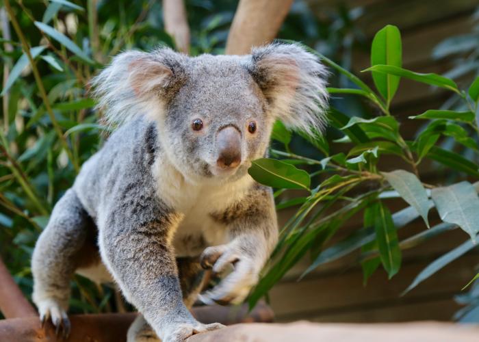 Le Koala - Lone Pine Koala Sanctuary