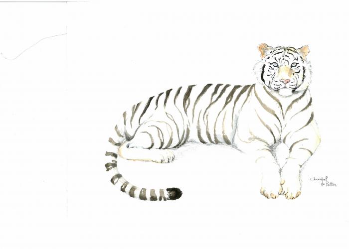 Le Tigre blanc royal - Pairi Daiza