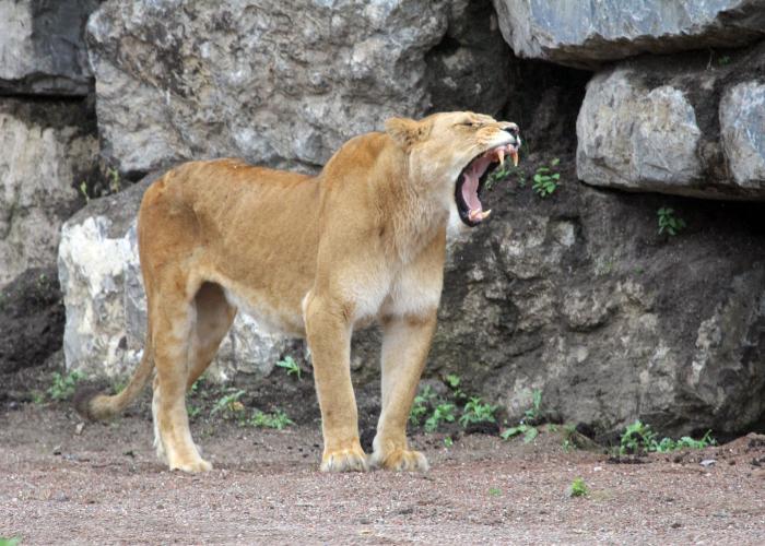 Lion d’Afrique – Pairi Daiza