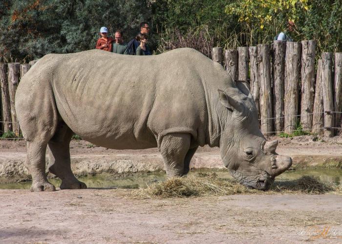 Rhinocéros blanc – Pairi Daiza