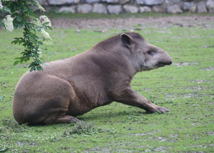 Tapir d’Amérique du Sud - Pairi Daiza