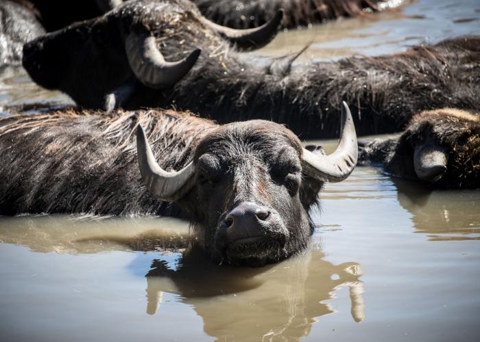 Klas Grens mengen Asian Water Buffalo | Pairi Daiza